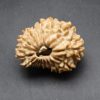 17 mukhi lab pic