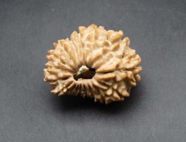 17 mukhi lab pic