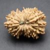 17 mukhi lab pic