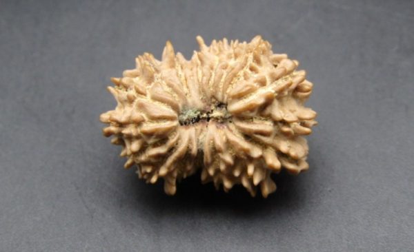 17 mukhi lab pic