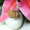 17 mukhi pic 1