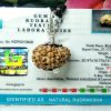 17 mukhi pic