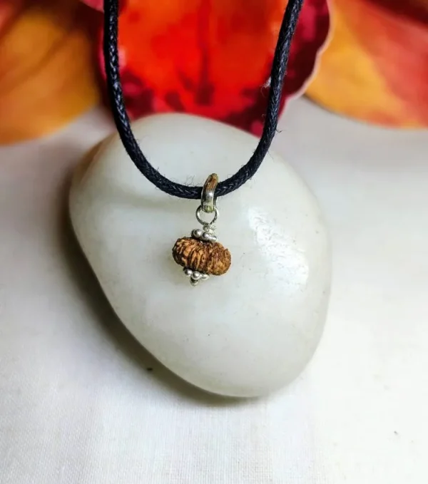 18 Mukhi Rudraksha