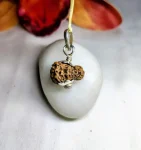 18 Mukhi Rudraksha