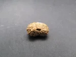 18 Mukhi Rudraksha