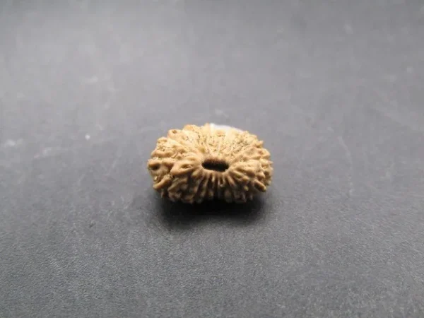 18 Mukhi Rudraksha