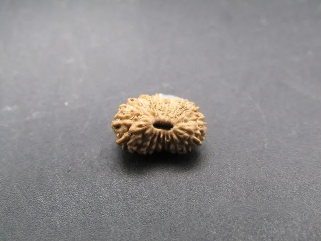 18 Mukhi Rudraksha