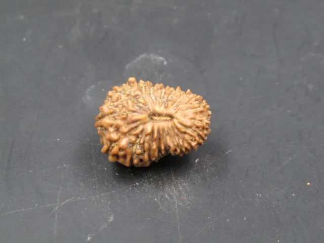 18 Mukhi Rudraksha