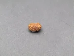 18 Mukhi Rudraksha