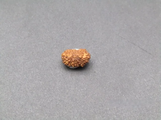 18 Mukhi Rudraksha