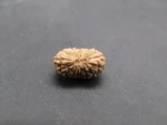 18 Mukhi Rudraksha