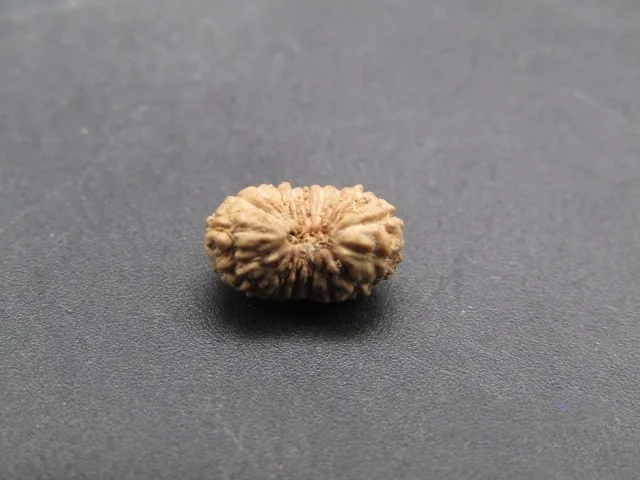 18 Mukhi Rudraksha