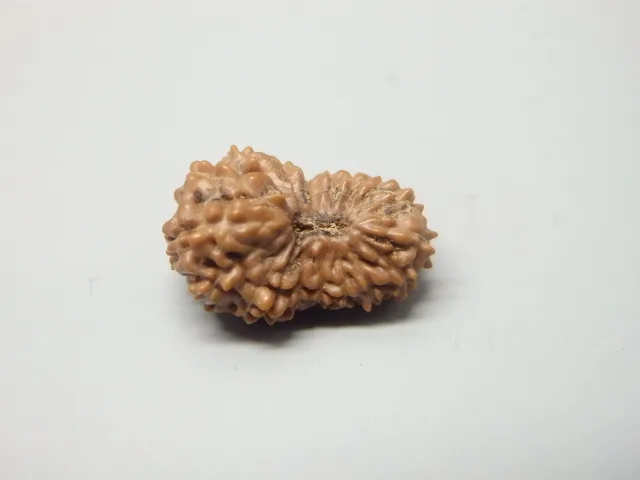 18 Mukhi Rudraksha