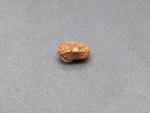18 Mukhi Rudraksha