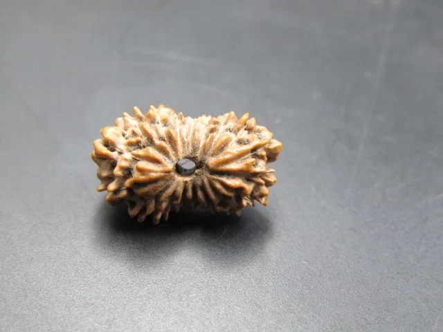 18 Mukhi Rudraksha