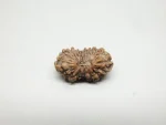 18 Mukhi Rudraksha
