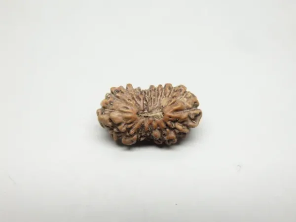 18 Mukhi Rudraksha