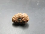 18 Mukhi Rudraksha