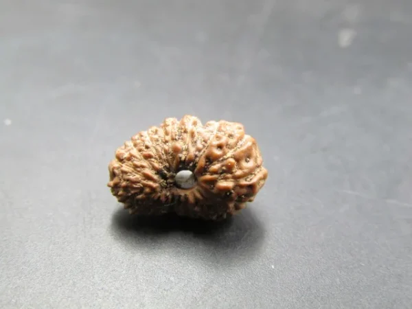 18 Mukhi Rudraksha