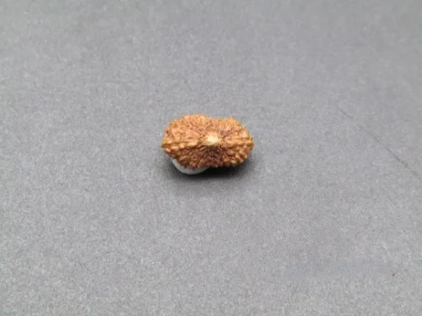 18 Mukhi Rudraksha