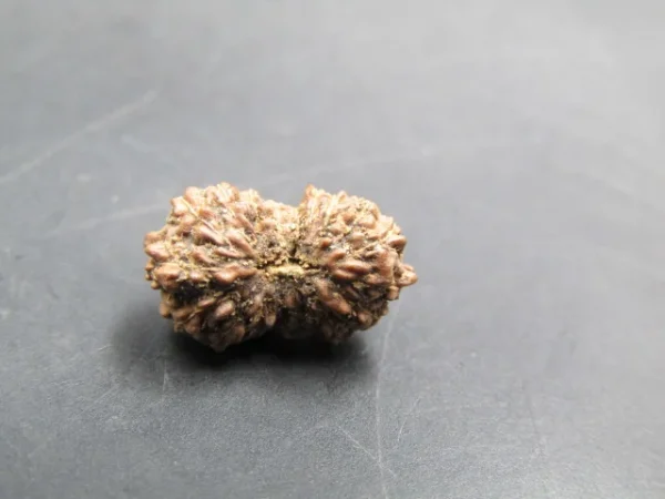 18 Mukhi Rudraksha