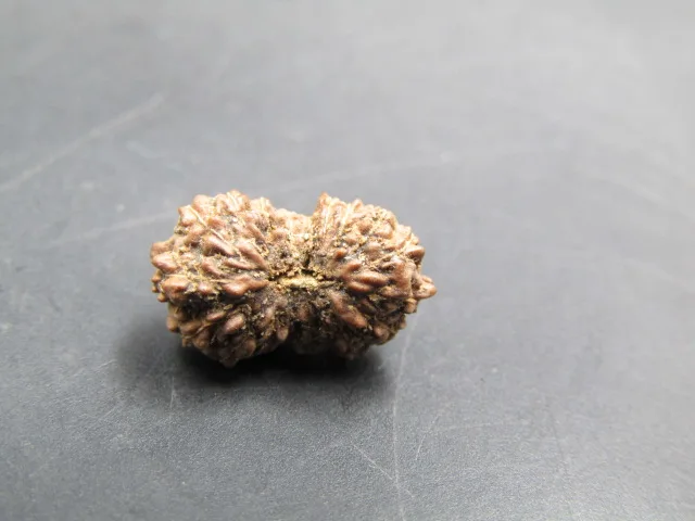 18 Mukhi Rudraksha