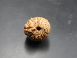 18 Mukhi Rudraksha