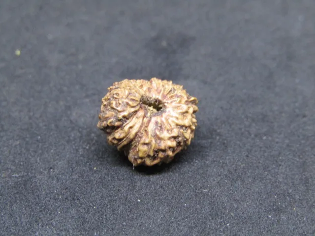 18 Mukhi Rudraksha