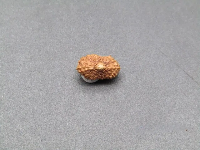 18 Mukhi Rudraksha