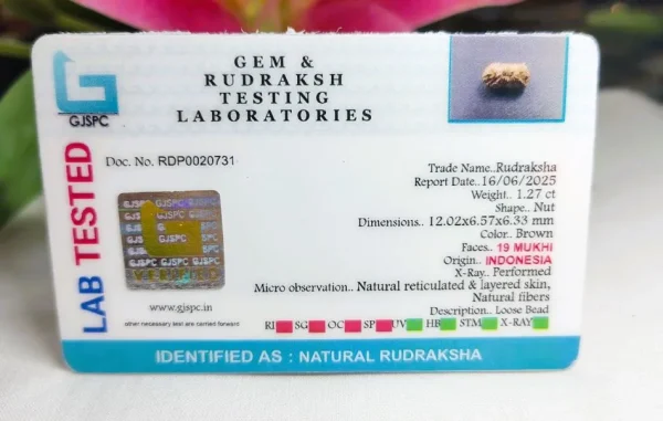19 Mukhi Certificate