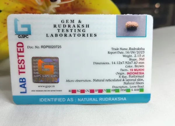 19 Mukhi Certificate