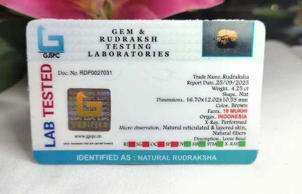 19 Mukhi Certificate