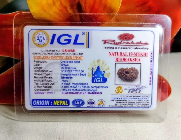 19 Mukhi Certificate