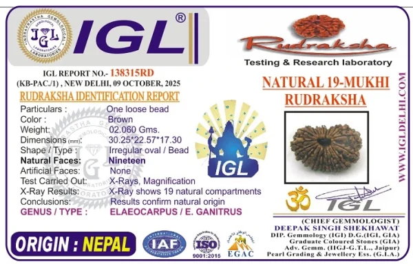 19 Mukhi Certificate