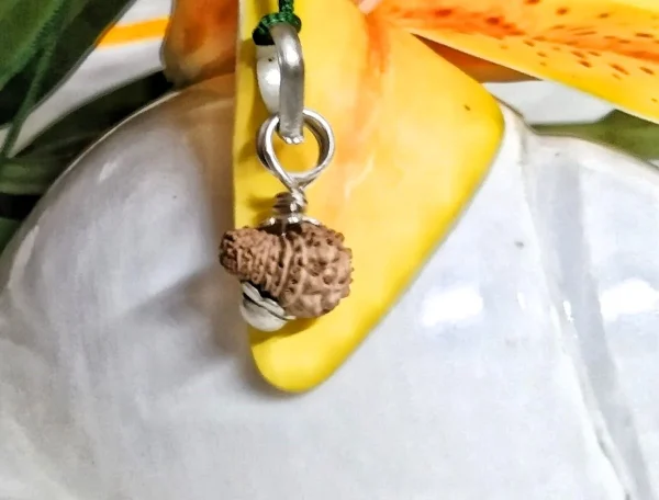 19 Mukhi Rudraksha