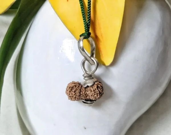 19 Mukhi Rudraksha