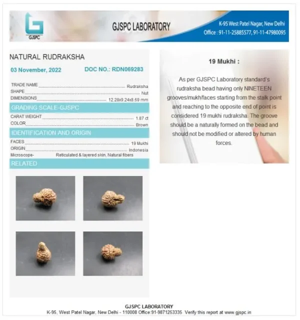 19 Mukhi Certificate
