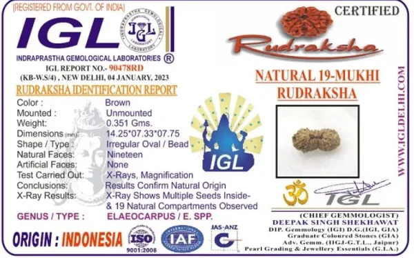 19 Mukhi Certificate