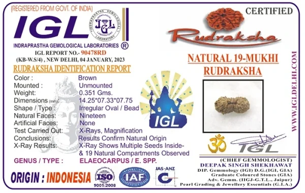 19 Mukhi Certificate