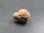 19 Mukhi Rudraksha