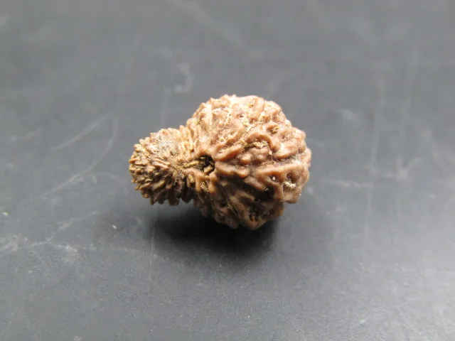 19 Mukhi Rudraksha