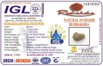 19 Mukhi Rudraksha