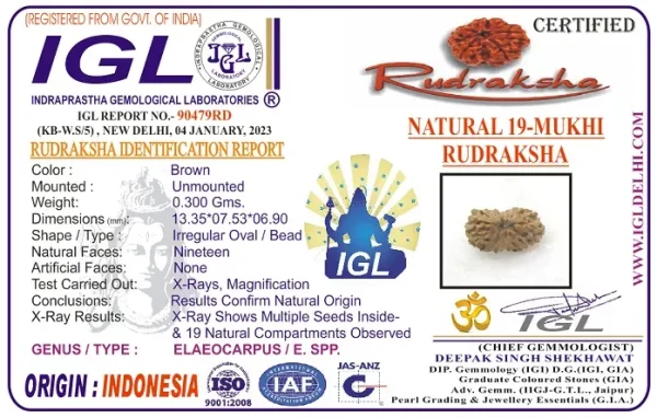 19 Mukhi Rudraksha