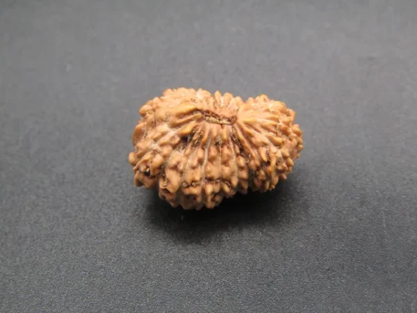 19 Mukhi Rudraksha