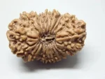 19 Mukhi Certificate