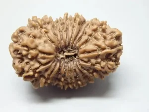 19 Mukhi Certificate