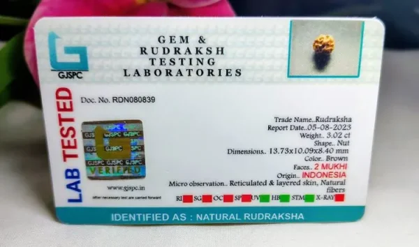 2 Mukhi Certificate