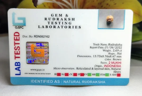 2 Mukhi Certificate