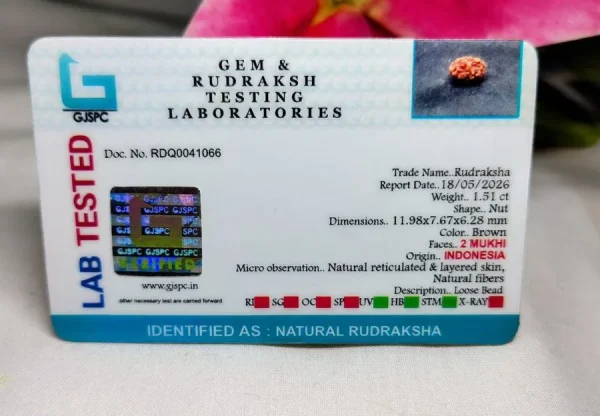 2 Mukhi Certificate