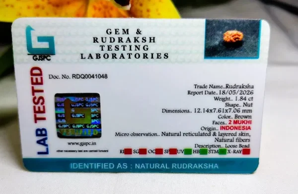 2 Mukhi Certificate